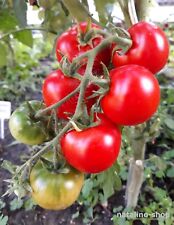 Tomate kremser perle gebraucht kaufen  Pfersee