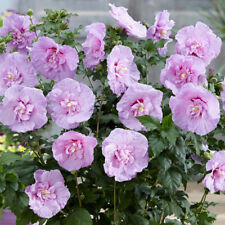 Hibiscus lavender chiffon for sale  PETERBOROUGH