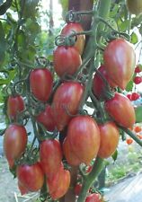 Tomatensamen usa sorte gebraucht kaufen  Beilngries