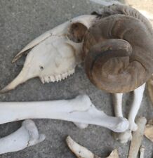 Taxidermy ram skull for sale  NEWTON ABBOT