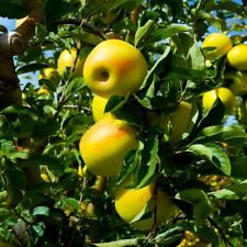 Yellow delicious apple for sale  Titusville