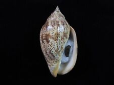 Sea shell voluta for sale  Shipping to Ireland