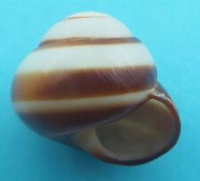 Seashell Land snail Calocochlia roissyana for sale  Shipping to South Africa