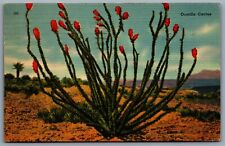 Postcard Tucson Arizona c1941 Ocotillo Cactus Fouquieria Splendens Coachwhip for sale  Shipping to South Africa