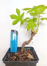 Kleine bonsai edel gebraucht kaufen  Hamburg