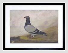 Painting animal pigeon for sale  EDINBURGH