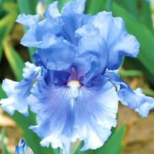Bearded iris rhizome for sale  Davis
