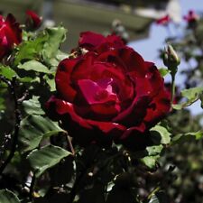Rose breeders choice for sale  IPSWICH