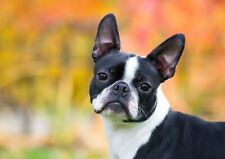Cute boston terrier for sale  SELBY