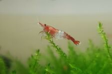 Red cherry shrimp for sale  BROADSTAIRS