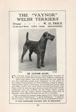 Welsh terrier old for sale  COLEFORD