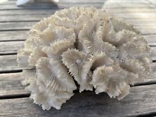 Vintage brain coral for sale  LEWES