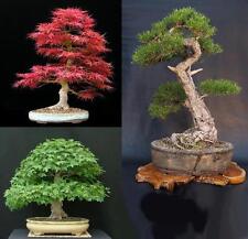 bonsai pino pentaphilla usato  Ardea