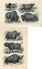 Lot prints cattle for sale  Shipping to Ireland