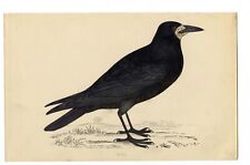 Ornitologia rook morris usato  Latina