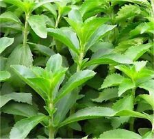 Pianta stevia usato  Terlizzi