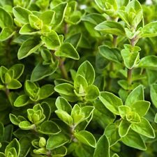 Italian oregano herb for sale  Deltona