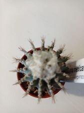 Geohintonia mexicana gymnocaly for sale  Shipping to United Kingdom