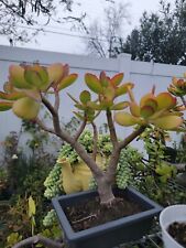 Jade plant tall for sale  Los Angeles