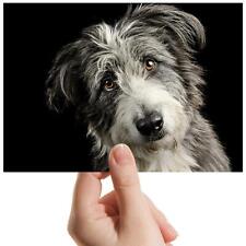 Lurcher dog greyhound for sale  Shipping to Ireland