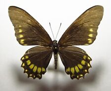 Used, PAPILIONIDAE BATTUS ERACON FEMALE Mexico Guerrero Sierra Madre del Sur for sale  Shipping to South Africa