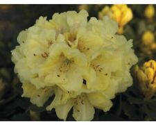 Großblumige alpenrose florase gebraucht kaufen  Deutschland