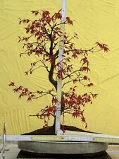 Joe bonsai acer gebraucht kaufen  Spiesen-Elversberg