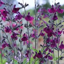 Salvia nachtvlinder plug for sale  MARCH