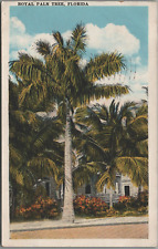 Royal Palm Tree Florida p1925 comprar usado  Enviando para Brazil