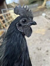 Ayam cemany x20 for sale  AMMANFORD