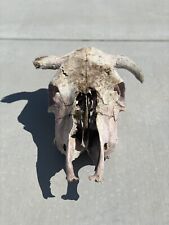 real cow skull for sale  Spanish Fork