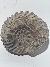 Ammonite hoplites albien d'occasion  Forcalquier
