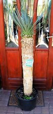 Yucca rostrata 145 for sale  Shipping to Ireland