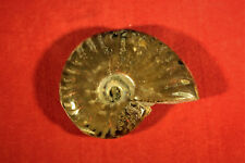 Ammonit madagaskar poliert gebraucht kaufen  Lorsch