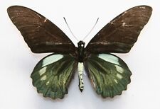 Butterfly male battus for sale  Shipping to Ireland