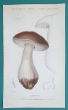 Mushrooms boletus edulis for sale  Manassas