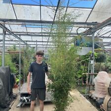 Bamboo aureosulcata aureocauli for sale  BROADWAY