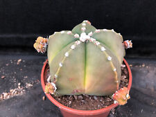 Astrophytum myriostigma nudum usato  Massafra