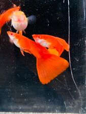1 par de peces guppy vivos albino rojo completo #MK02 de Indonesia segunda mano  Embacar hacia Argentina