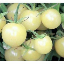Pomodoro bianco ciliegia usato  Trappeto