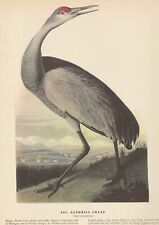 1942 audubon art for sale  Medina