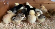 Fertile mixed breed for sale  SWADLINCOTE