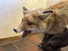 Fuchs präparat wurzel gebraucht kaufen  Merzig
