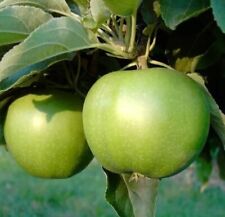 Apfelbaum granny smith gebraucht kaufen  Moormerland