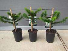 Araucaria araucana schmucktann gebraucht kaufen  Wuppertal