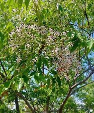 Azadirachta indica neem for sale  San Francisco