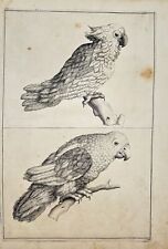 Antique Engraving - Frederick de Wit - Cockatoo and Parrot - Cacatuidae - F5 for sale  Shipping to South Africa