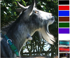 Goat collar adjustable for sale  BANBURY