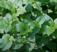 Basil mint ryzomes for sale  Ireland