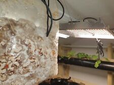 Co2 generator grow for sale  WORCESTER